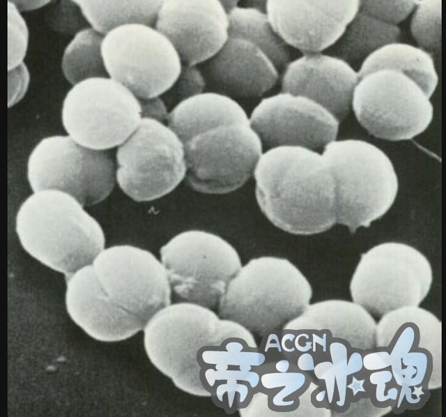 年度最涨知识的动漫新番，想要不挂科？来看工作细胞！