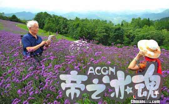 湖北举办高山花海动漫节 近万游客赏花看“秀”