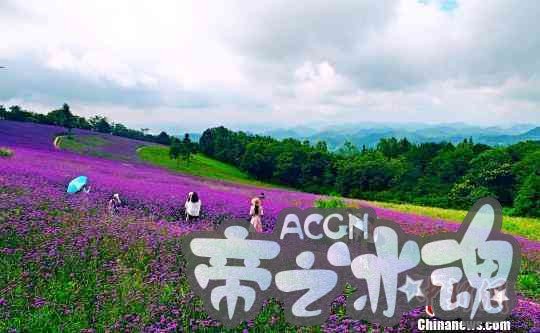湖北举办高山花海动漫节 近万游客赏花看“秀”