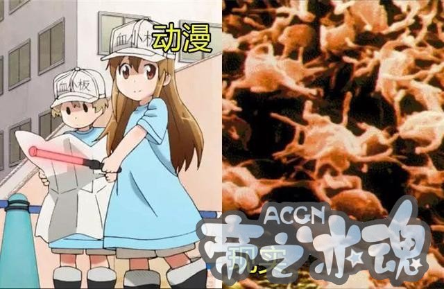 这才是你们的血小板 动漫VS现实