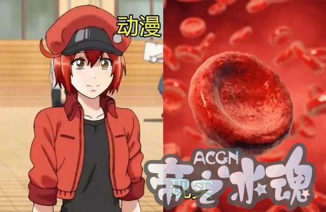 这才是你们的血小板 动漫VS现实